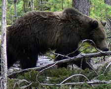 Canada-Yukon-Yukon Wilderness Horseback Expedition